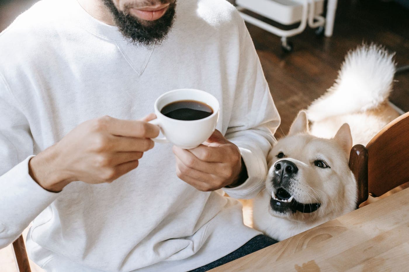 A cream-colored dog gazing up at its owner