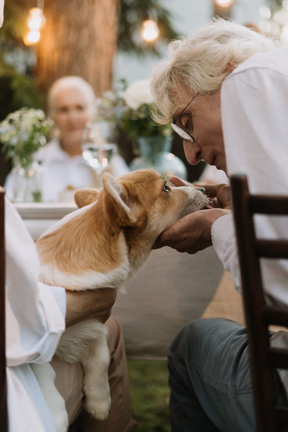 A man gently greeting a corgi puppy