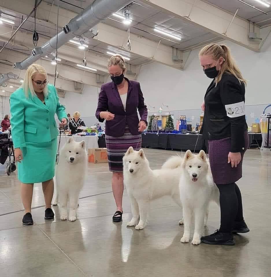 Bruno, a Wolfsong success story